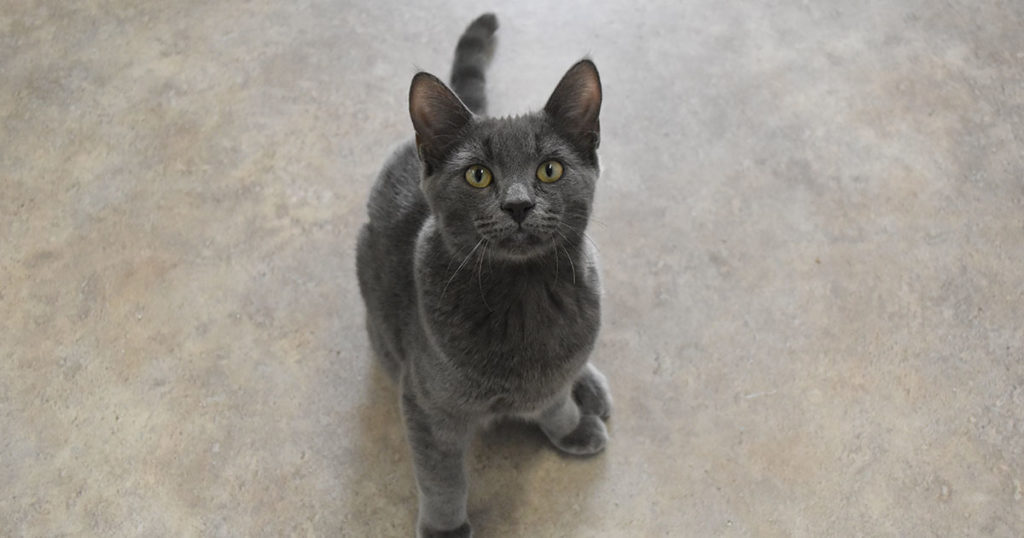 Adorable & Adoptable–Pets of the Week: Zip, Boom & Grace