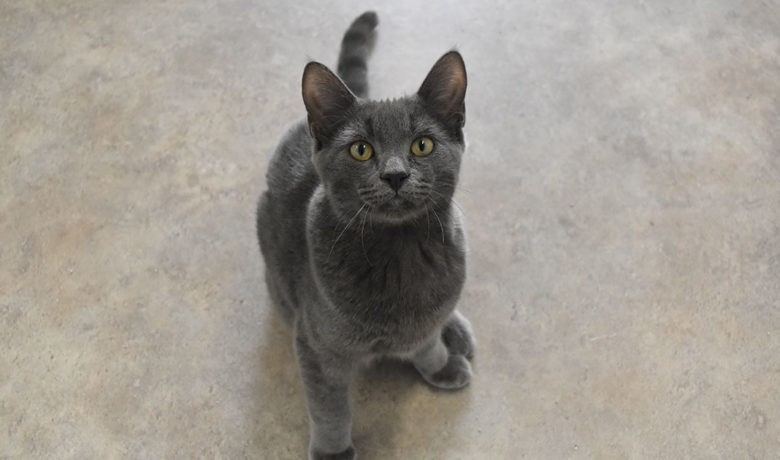 Adorable & Adoptable–Pets of the Week: Zip, Boom & Grace