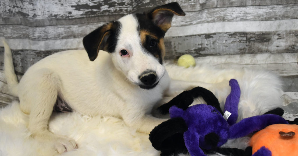 Adorable & Adoptable–Pets of the Week: Skipper, Sheldon & Zoey