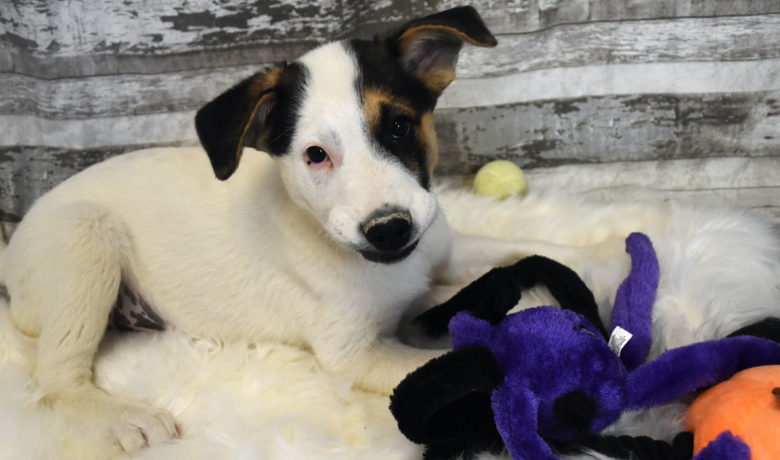 Adorable & Adoptable–Pets of the Week: Skipper, Sheldon & Zoey