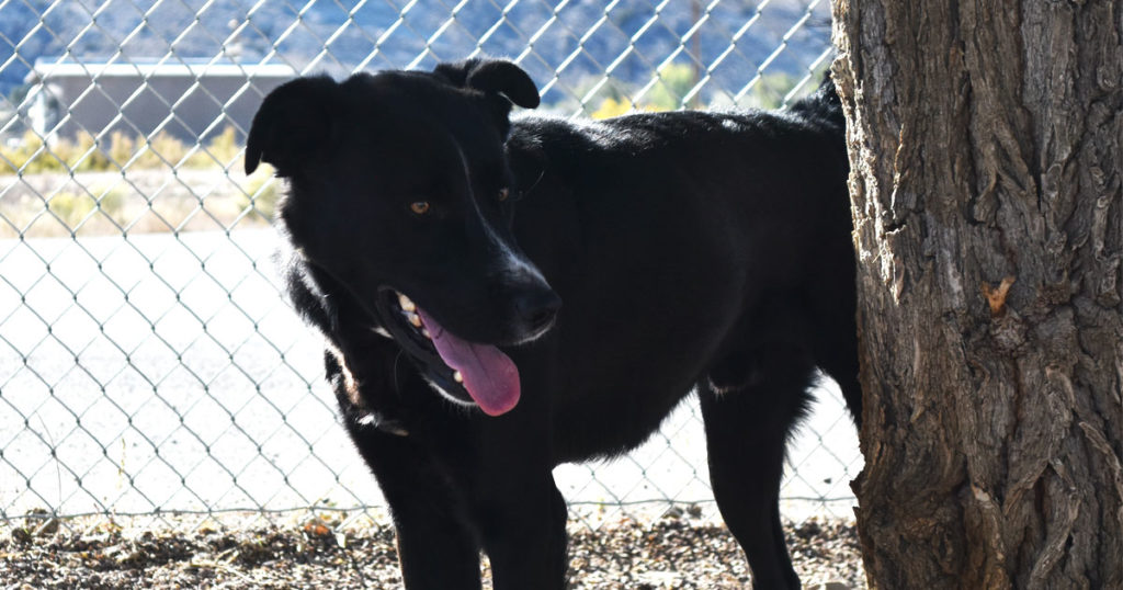 Adorable & Adoptable–Pets of the Week: Nola, Blake & Coal