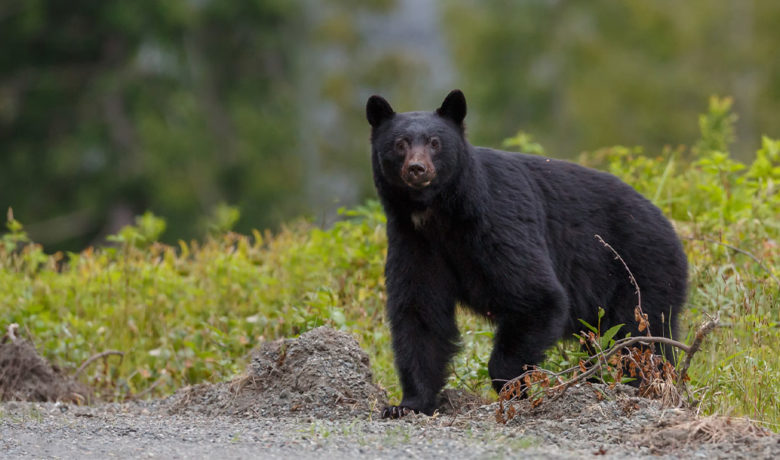 Black Bear Killed by Yellowstone Park Staff July 11