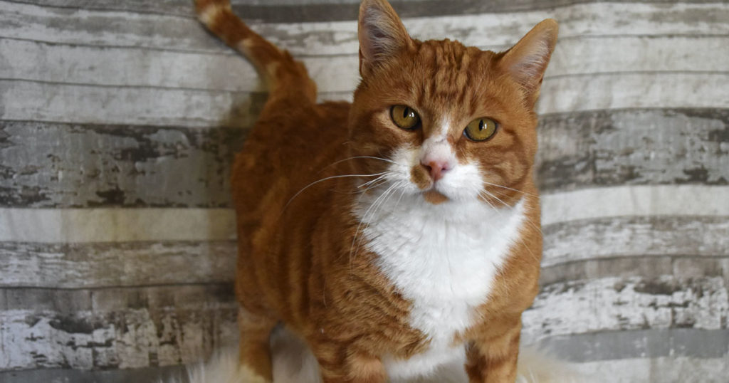 Adorable & Adoptable–Pets of the Week: Willow, Skeeter and Tim