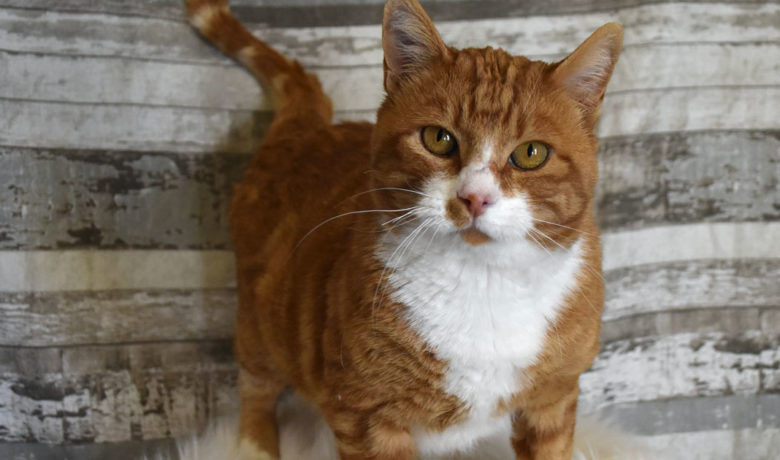 Adorable & Adoptable–Pets of the Week: Willow, Skeeter and Tim
