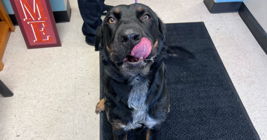 Adorable & Adoptable–Pets of the Week: Lilly, Carmela and Daisy