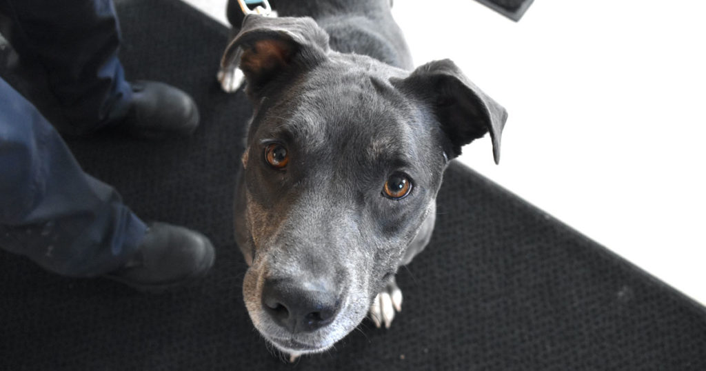 Adorable & Adoptable–Pets of the Week: Baylee & Hershey