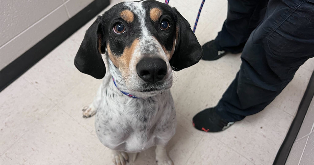 Adorable & Adoptable–Pets of the Week: Remington, Hagrid and Raven