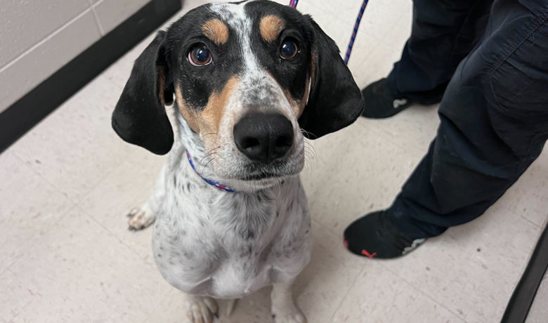 Adorable & Adoptable–Pets of the Week: Remington, Hagrid and Raven