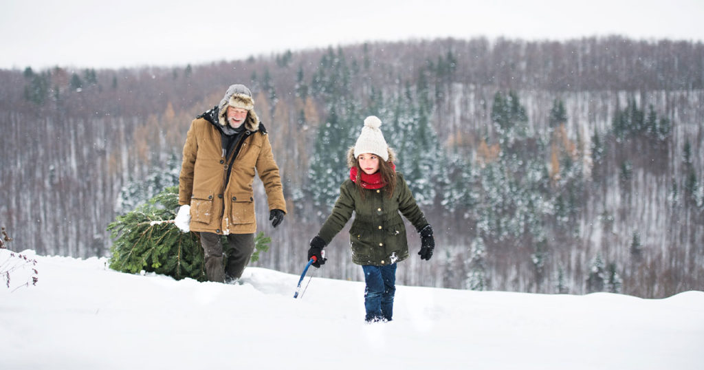 Bridger-Teton National Forest Has Christmas Tree Permits Available