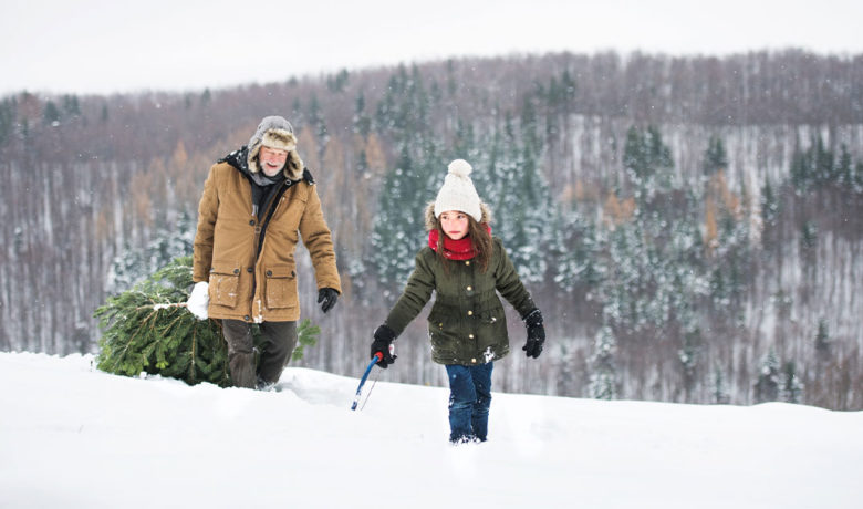 Bridger-Teton National Forest Has Christmas Tree Permits Available