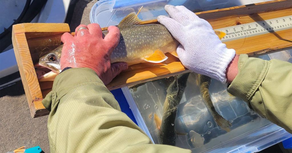 Game and Fish Department Concerned About Lake Trout Population in Flaming Gorge
