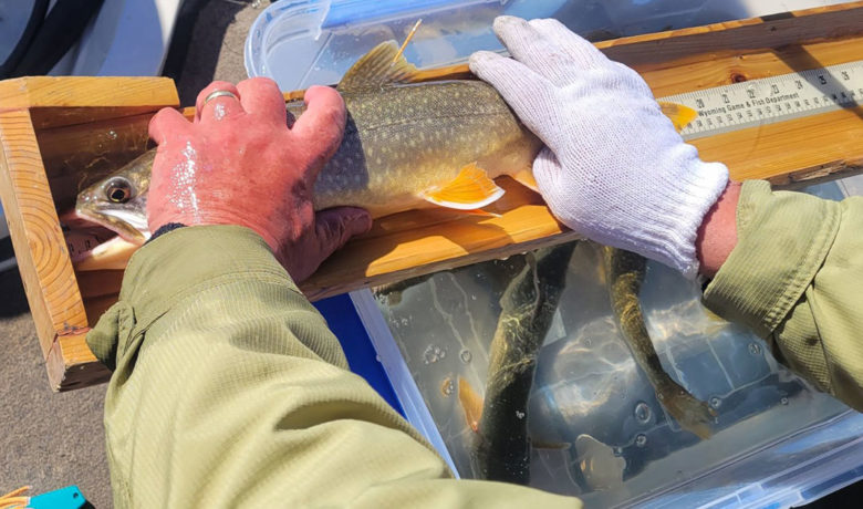 Game and Fish Department Concerned About Lake Trout Population in Flaming Gorge