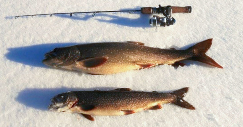 Game and Fish Asks Anglers to Keep Lake Trout from Boulder Lake