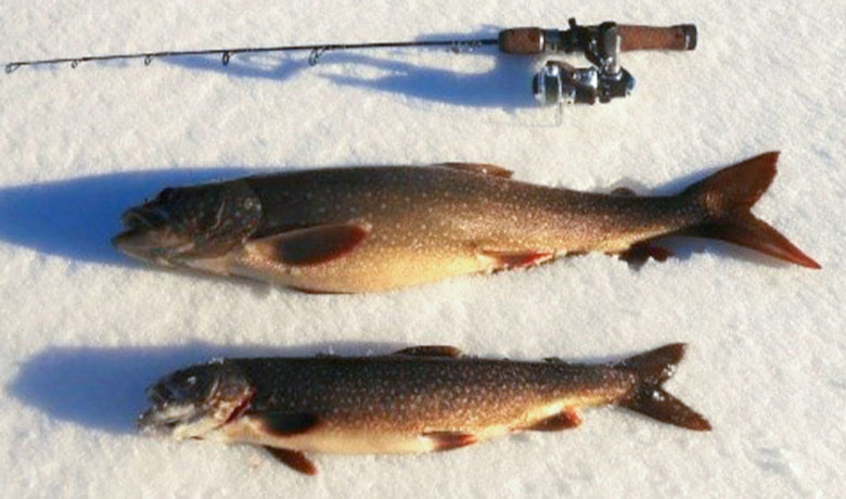 Game and Fish Asks Anglers to Keep Lake Trout from Boulder Lake