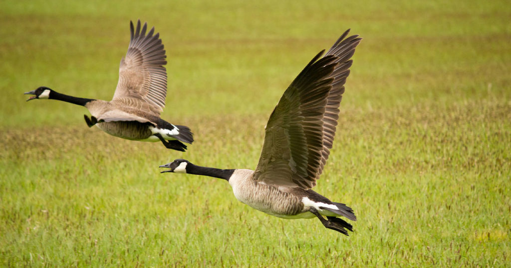 Two Canada Geese in Laramie County Test Positive for Bird Flu