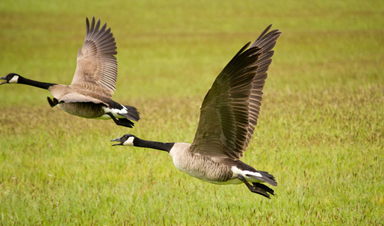 Two Canada Geese in Laramie County Test Positive for Bird Flu