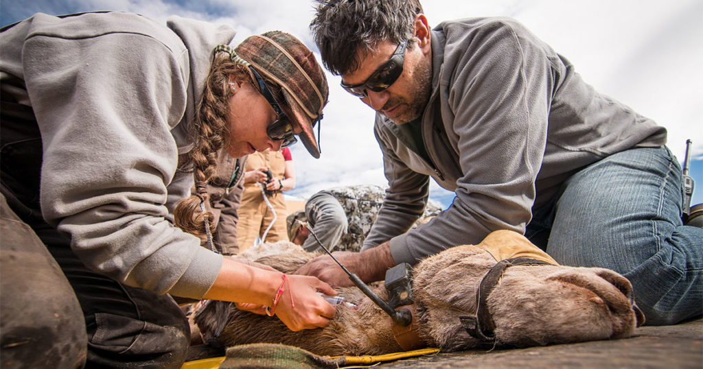 Updated Big-Game Migration Maps Published