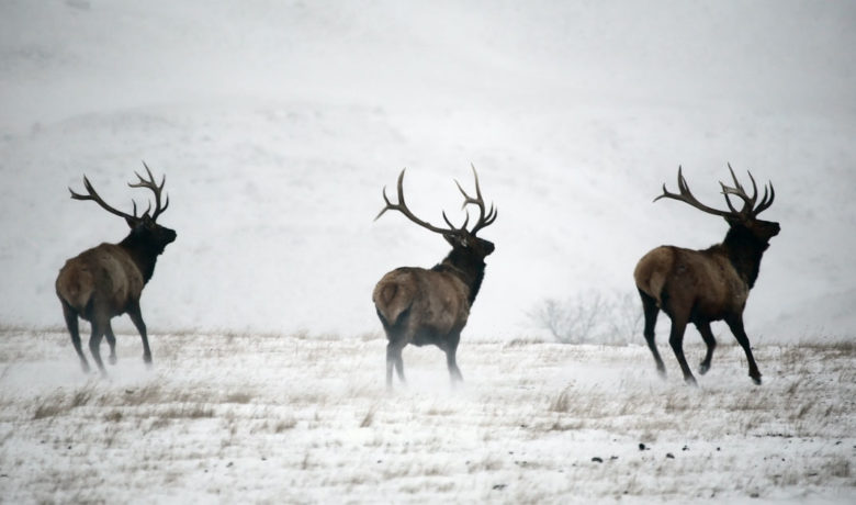 Game and Fish Have Started Emergency Elk Feeding
