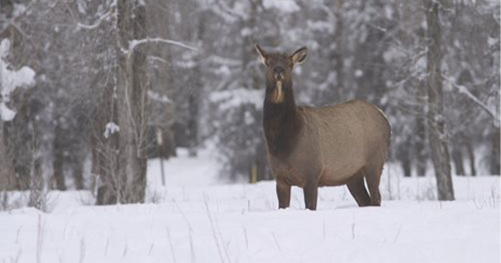 Wyoming Game and Fish Confirms Chronic Wasting Disease