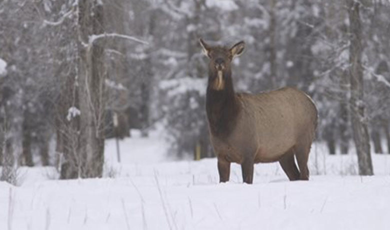 Wyoming Game and Fish Confirms Chronic Wasting Disease