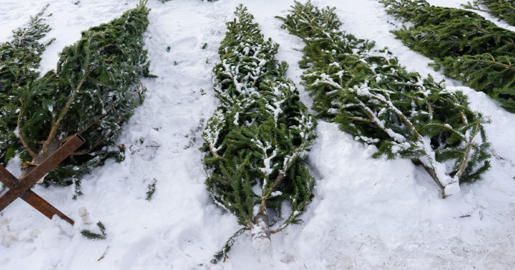 Free Christmas Tree Recycling Offered by Rock Springs