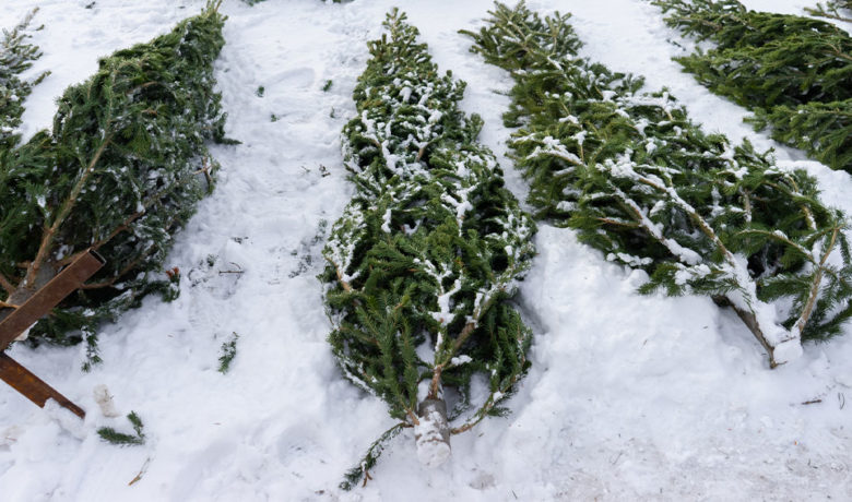 Free Christmas Tree Recycling Offered by Rock Springs