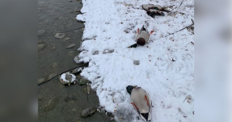 Cause of Ocean Lake Waterfoul Die-Off Determined