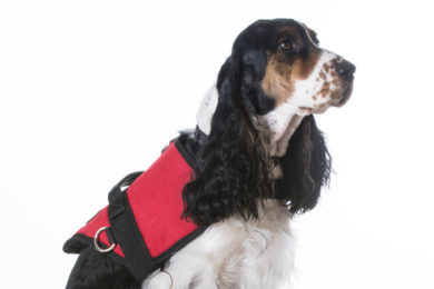 Service Animal Ordinance Up for Third Reading