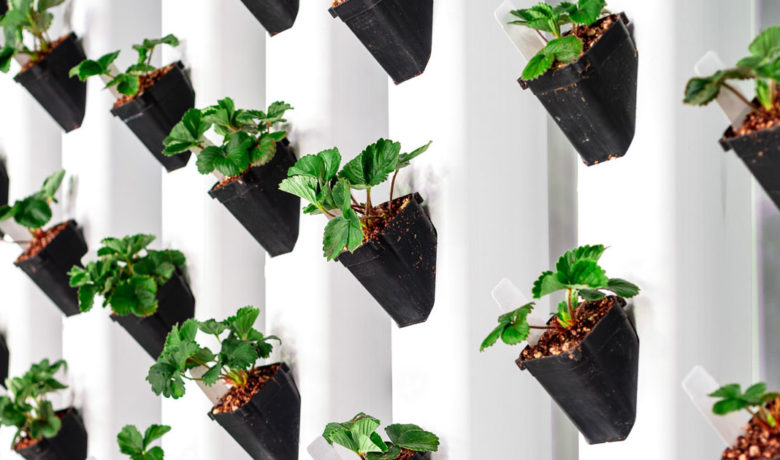 Wyoming Lands World’s Largest Vertical Farming Research Facility