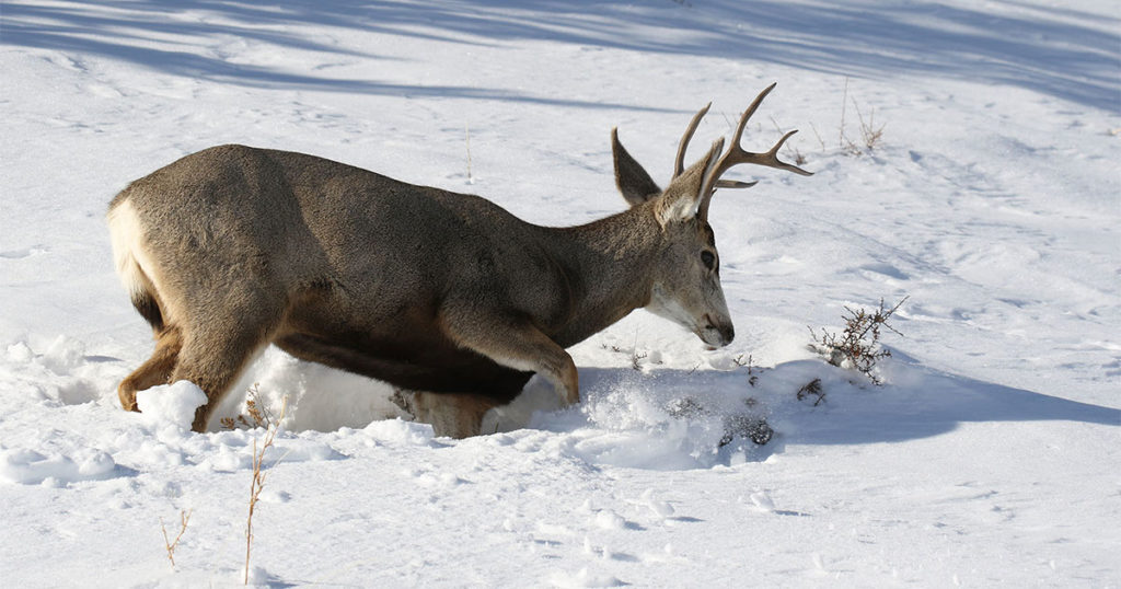 Wildlife Losses Discusses at Pinedale Town Hall Meeting