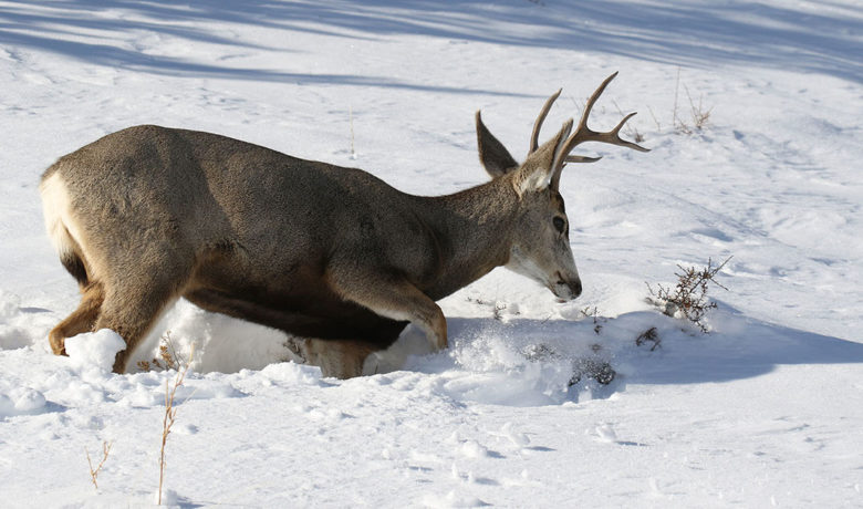 Game and Fish Asks Residents to Respect Wintering Wildlife