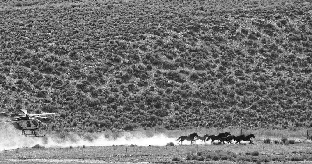 WyoFile: Resolution Calls for Gathering, Slaughter of Wild Horses for Meat