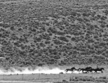 WyoFile: Resolution Calls for Gathering, Slaughter of Wild Horses for Meat
