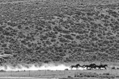 WyoFile: Resolution Calls for Gathering, Slaughter of Wild Horses for Meat