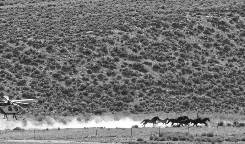 WyoFile: Resolution Calls for Gathering, Slaughter of Wild Horses for Meat