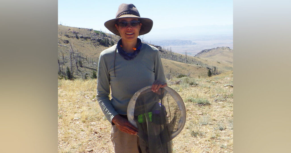 UW Scientist Contributes to Study Documenting Western Bumblebee Decline