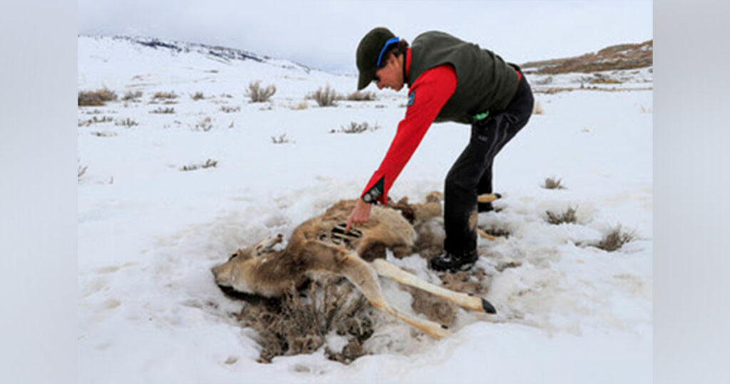 Game and Fish Department Concerned Over Severe Winter Impact to Pronghorn, Mule Deer