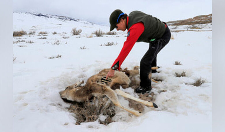 Game and Fish Department Concerned Over Severe Winter Impact to Pronghorn, Mule Deer