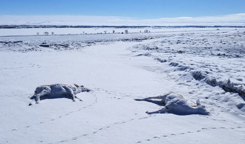Around 200 Pronghorn Have Died from Rare Disease Outbreak near Pinedale