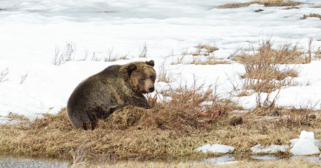 First Grizzly Bear of 2023 Spotted in Yellowstone National Park