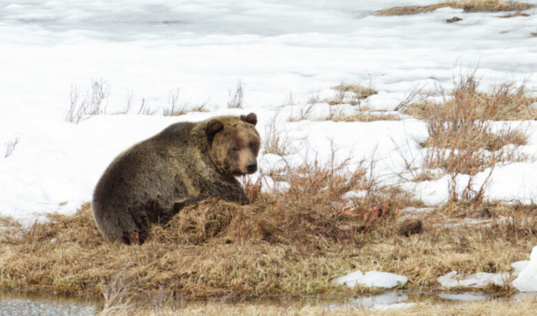 First Grizzly Bear of 2023 Spotted in Yellowstone National Park