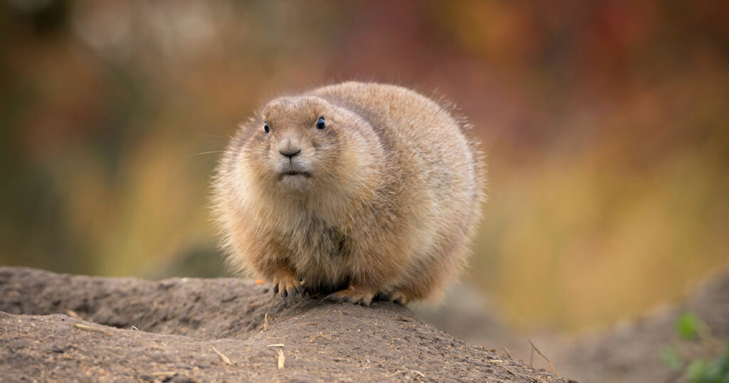 Lawsuit Blames Groundhog for Prolonged Winter Weather