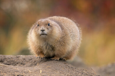 Lawsuit Blames Groundhog for Prolonged Winter Weather