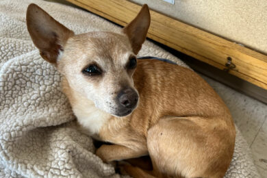 Missing Chihuahua to be Reunited with Owner After Seven Years
