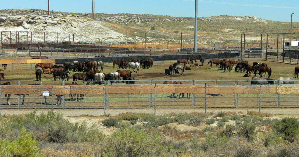 Rock Springs Wild Horse Holding Facility to Close this Summer for Construction