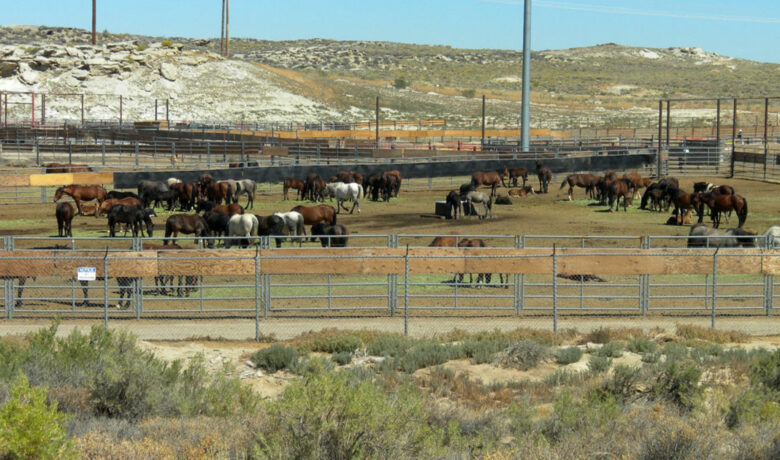 Rock Springs Wild Horse Holding Facility to Close this Summer for Construction