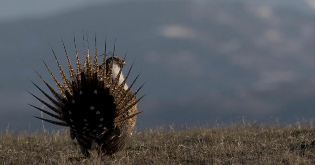 Upper Green River Basin Sage Grouse Working Group to Meet in Pinedale