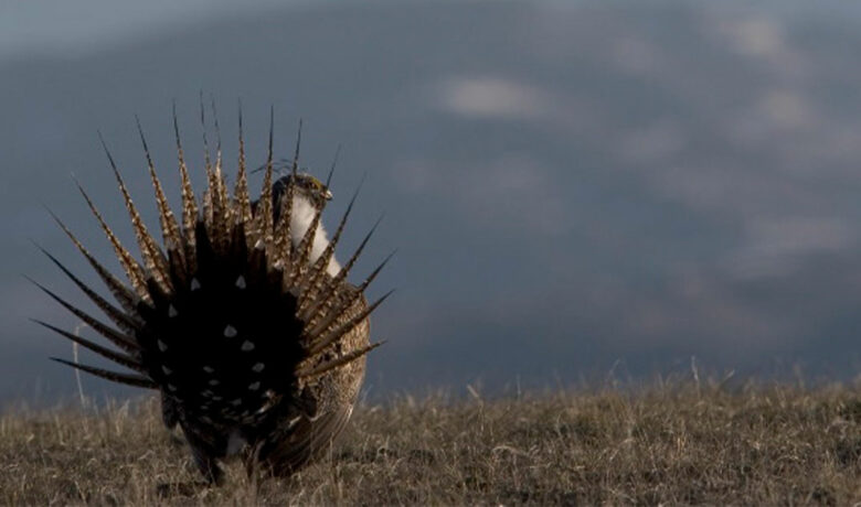 Upper Green River Basin Sage Grouse Working Group to Meet in Pinedale