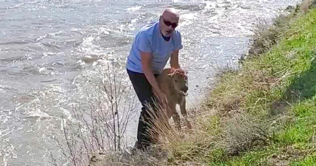 Baby Bison Euthanized after Tourist Intentionally Disturbed the Calf