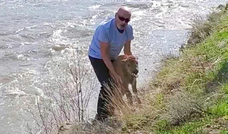 Baby Bison Euthanized after Tourist Intentionally Disturbed the Calf